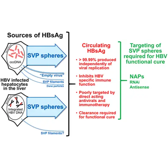 Hepatitis B Surface Antigen (HbsAg) Qualitative